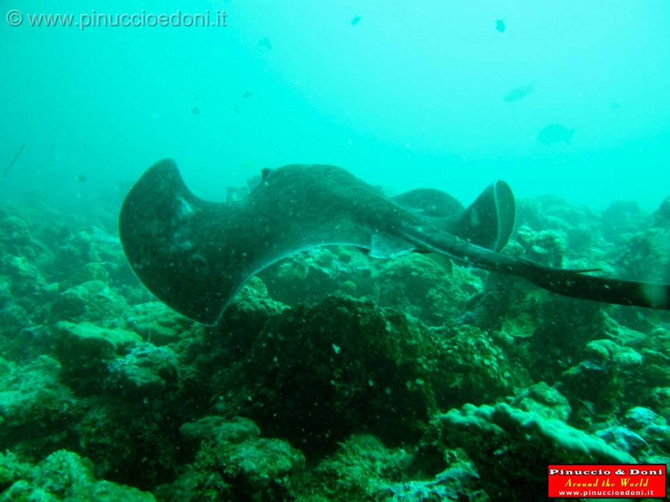 Djibouti - Diving a Djibouti - 03.jpg